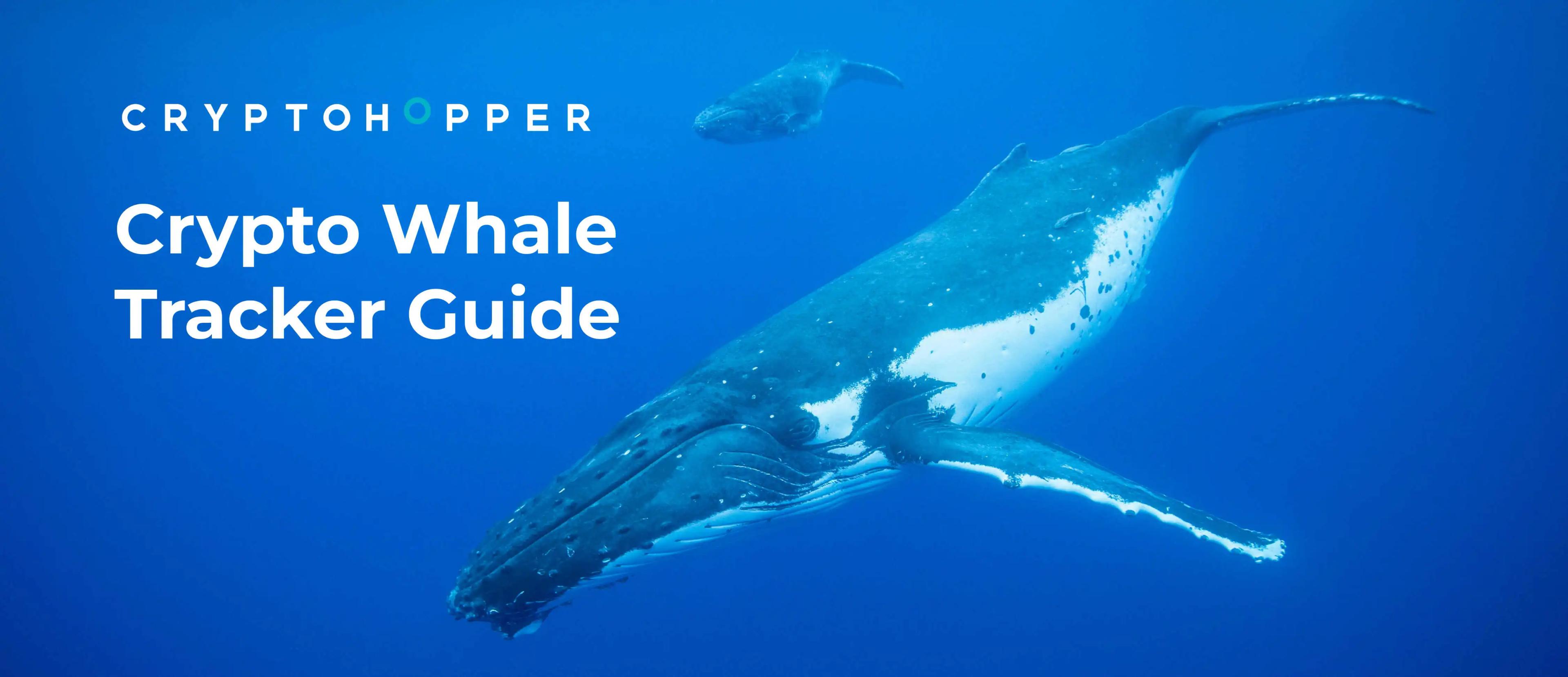 Crypto Whale Tracker Guide